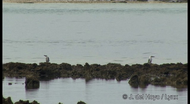 Beach Kingfisher - ML201333221