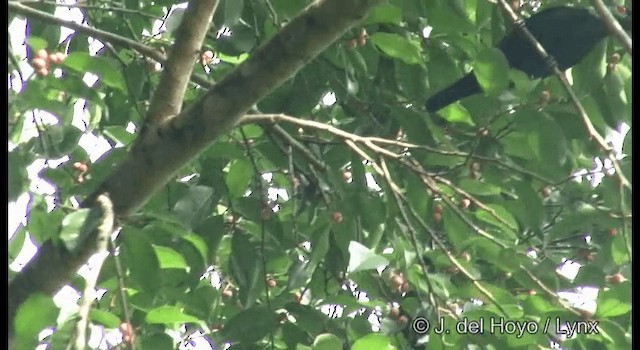 Asian Glossy Starling - ML201333261