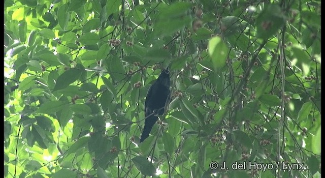 Asian Glossy Starling - ML201333271