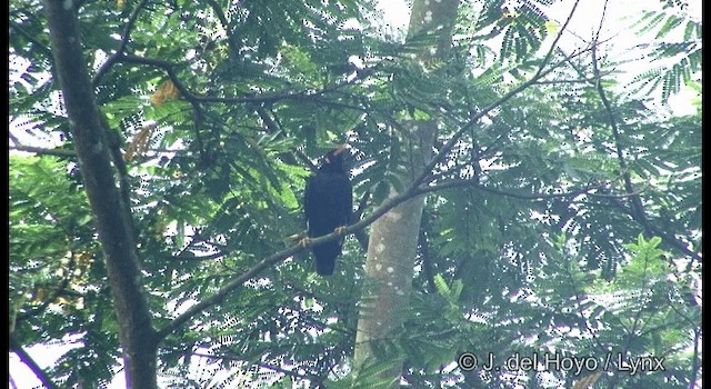 キュウカンチョウ（religiosa グループ） - ML201333281