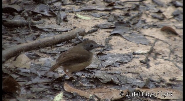 Tordina Colicorta - ML201333301