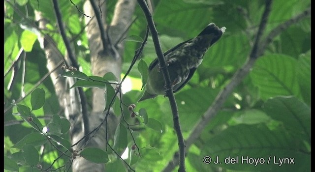 Thick-billed Green-Pigeon - ML201333331