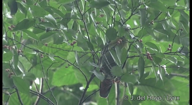 Thick-billed Green-Pigeon - ML201333341