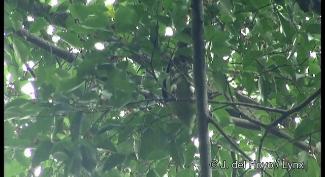 holub indomalajský - ML201333351