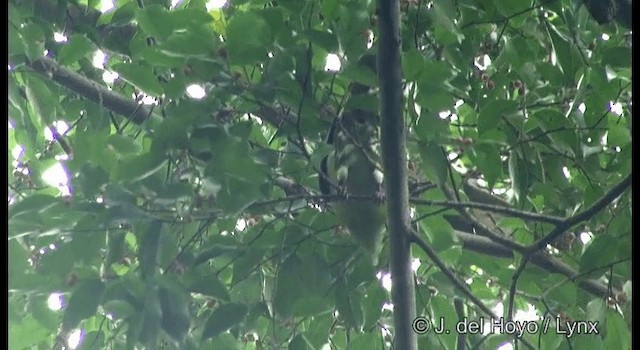 Thick-billed Green-Pigeon - ML201333351