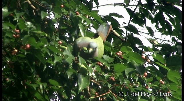 Розовошейный зелёный голубь - ML201333361