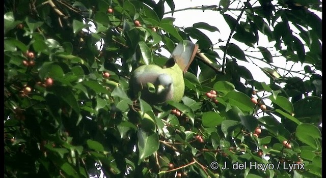 Vinago Cuellirrosa - ML201333361