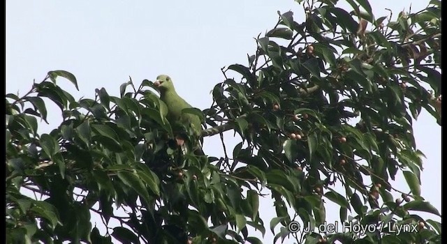 Pink-necked Green-Pigeon - ML201333381