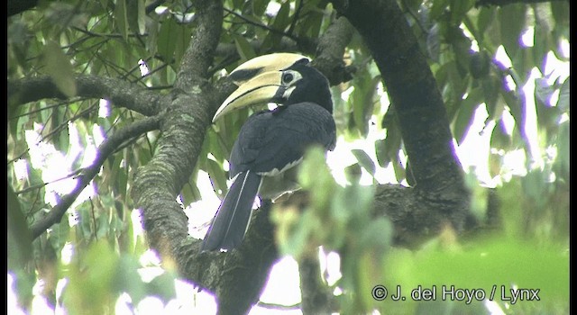 Oriental Pied-Hornbill - ML201333441