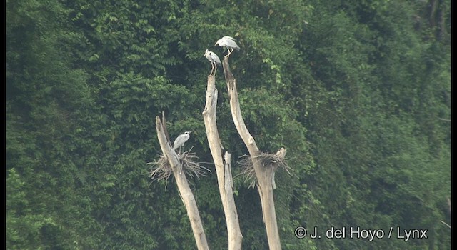 Gray Heron (Gray) - ML201333451