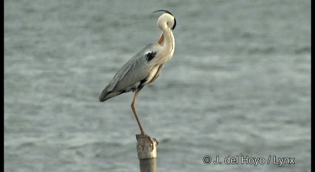 Gray Heron (Gray) - ML201333461