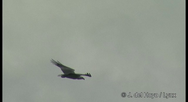 White-bellied Sea-Eagle - ML201333471