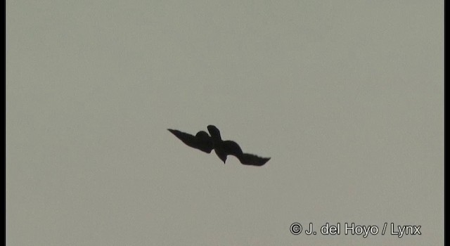 Brahminy Kite - ML201333491