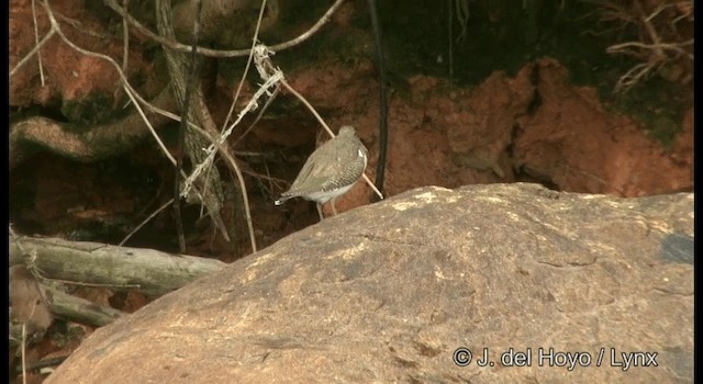 Common Sandpiper - ML201333531