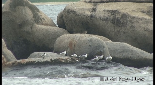 鳳頭燕鷗 - ML201333551