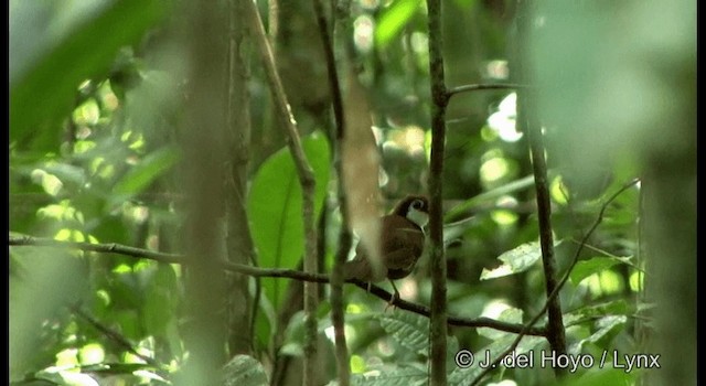 White-cheeked Antbird - ML201333611