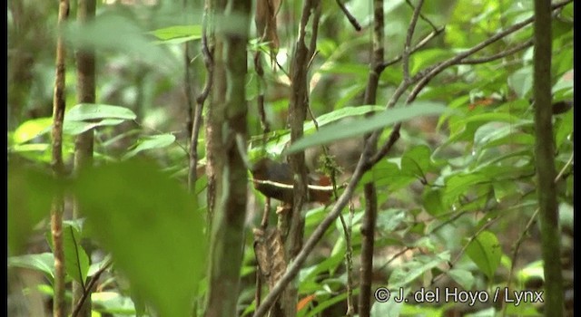 White-plumed Antbird - ML201333641