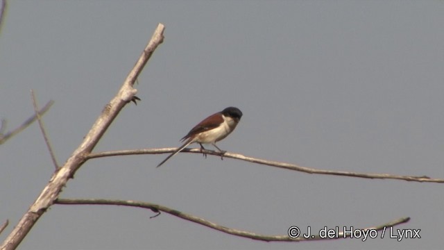 Alcaudón Birmano - ML201333651