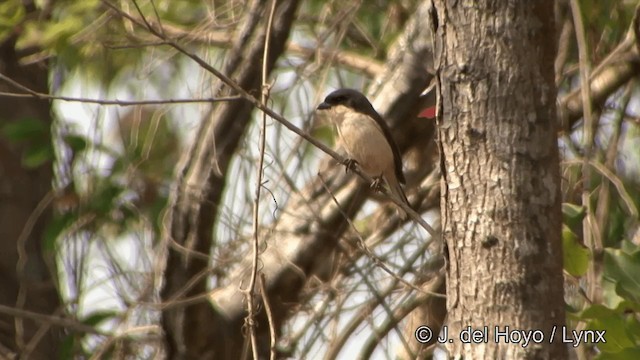 Burmese Shrike - ML201333661