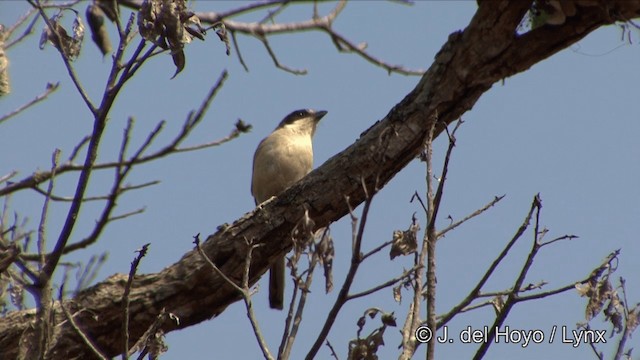 Burmese Shrike - ML201333671