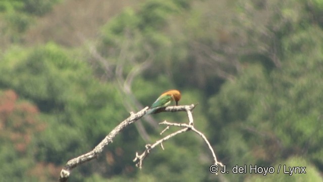 Abejaruco Cabecirrufo - ML201333681