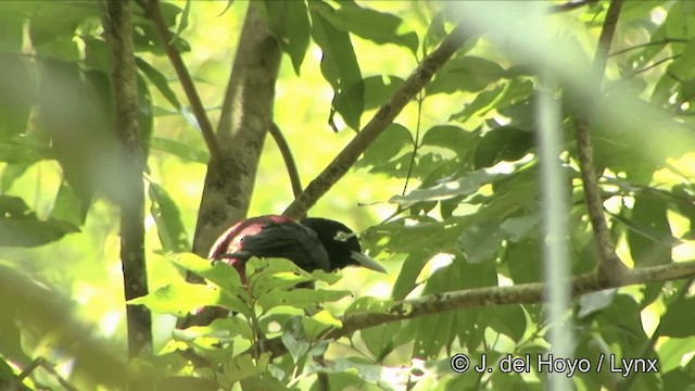 Maroon Oriole - ML201333691