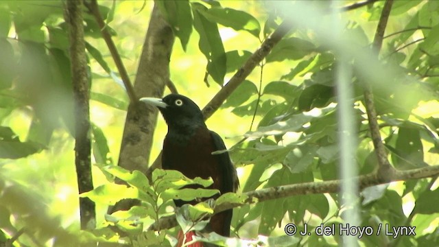 Maroon Oriole - ML201333701