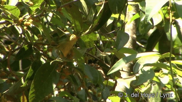 Mosquitero de Ogilvie-Grant - ML201333711