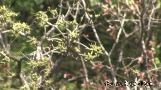 Bulbul Ventridorado - ML201333721