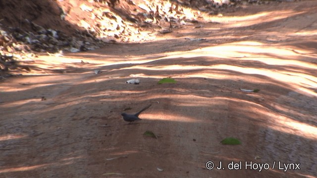 White-throated Fantail - ML201333731