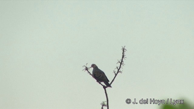 Дорнын хүүрзгэнэ - ML201333741