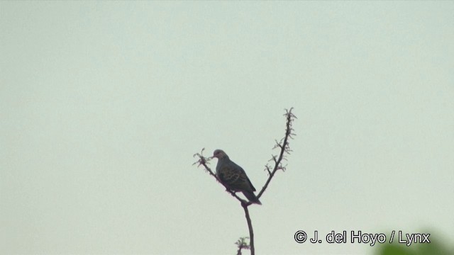 Oriental Turtle-Dove - ML201333741