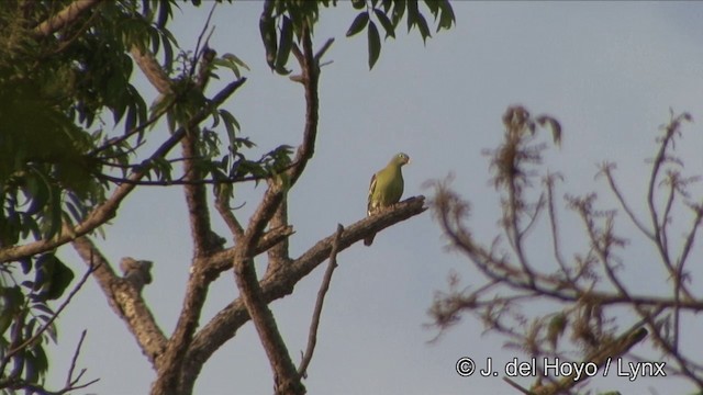 厚嘴綠鳩 - ML201333751