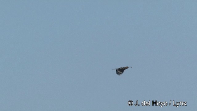 Eurasian Hoopoe (Eurasian) - ML201333761