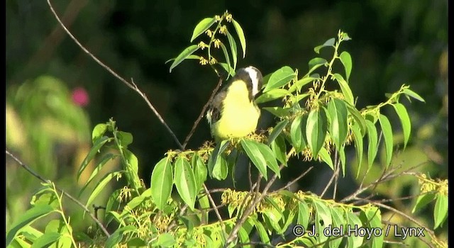 Yellow-throated Flycatcher - ML201333791