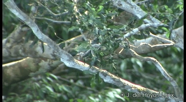 Olive-green Tyrannulet - ML201333851