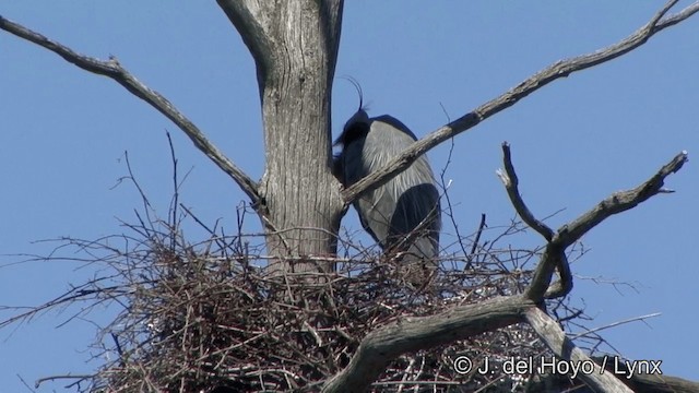 Great Blue Heron (Great Blue) - ML201333881