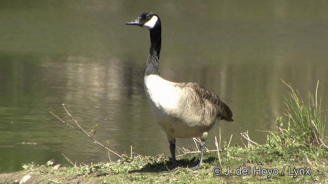 berneška velká [skupina canadensis] - ML201333891