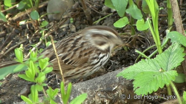 ウタスズメ（melodia／atlantica） - ML201333941