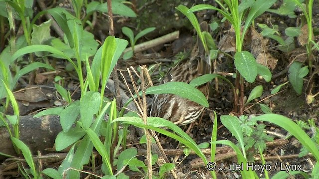 ウタスズメ（melodia／atlantica） - ML201333951