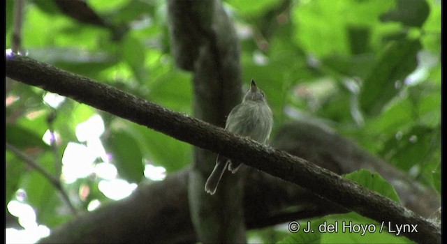 Zimmer's Tody-Tyrant - ML201334061