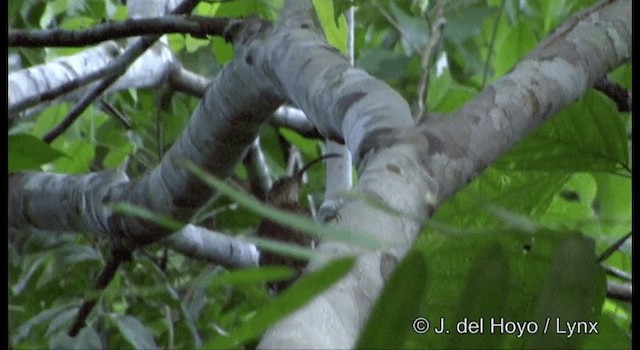 Xingu Scythebill - ML201334101