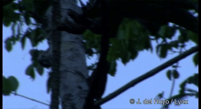 Дереволаз-червонодзьоб бразильський (підвид brigidai) - ML201334121
