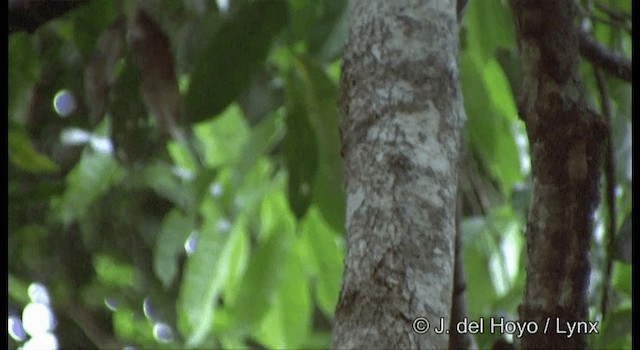 Uniform Woodcreeper (Brigida's) - ML201334131