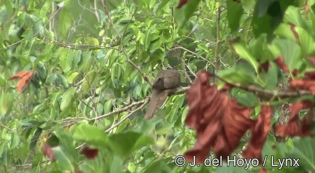 Tanimbar Cuckoo-Dove - ML201334171