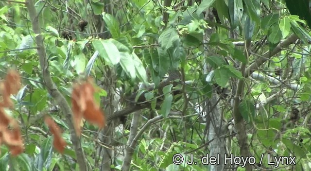 Tanimbar Cuckoo-Dove - ML201334181