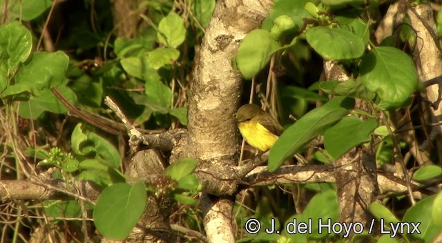 Golden-bellied Flyrobin - ML201334191