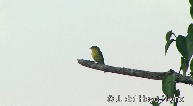 Golden-bellied Flyrobin - ML201334201