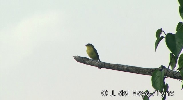 Golden-bellied Flyrobin - ML201334211