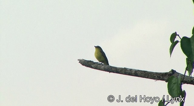 Golden-bellied Flyrobin - ML201334221